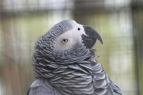 perroquet gris du gabon artofit