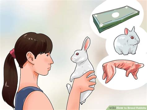 How To Breed Rabbits With Pictures Wikihow Pet