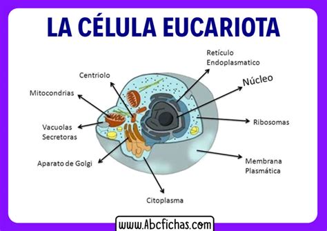 Partes De La Celula Eucariota Animal Abc Fichas