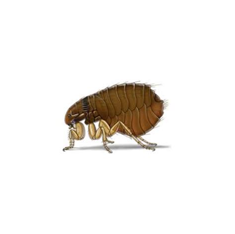 Flea Identification Habits And Behavior Isotech Pest Management