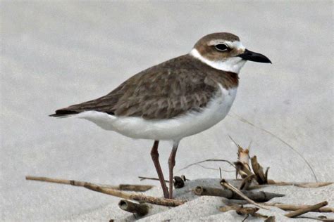 Plover Facts