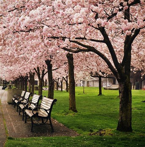 Shop dogwood trees and other flowering trees at spring hill nursery. 46 best images about // Beautiful Oregon // on Pinterest