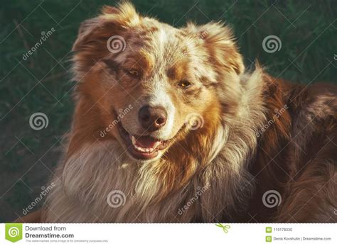 Portrait Of A Pedigree Stately Dog Happy Smiling Australian Shepherd