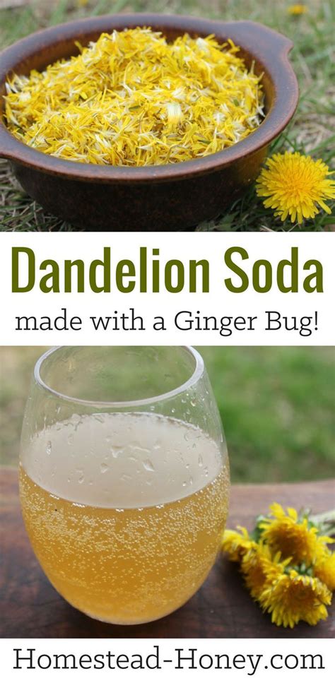 Dandelion Soda Recipe Naturally Fermented With A Ginger Bug Recipe Soda Recipe