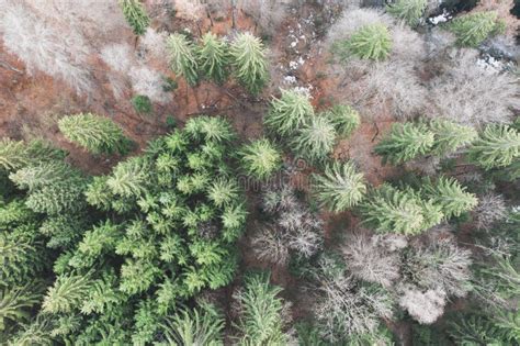 Aerial View Of Pine Tree Woods In A Mountain Stock Image Image Of