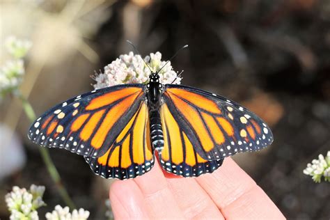 Saving Monarchs One Milkweed At A Time — Transition Habitat Conservancy