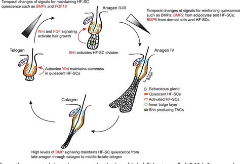 Figure 2 From Concise Review Mechanisms Of Quiescent Hair Follicle