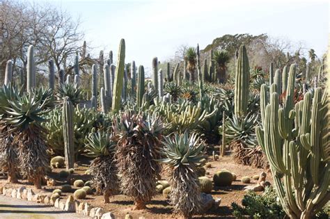 Ganz nahe bei ses salines befindet sich der botanische garten namens botanicactus, der seit dem 20 mai 1989 besteht. Botanischer Garten Mallorca : Feld Und Garten 160 Meter ...