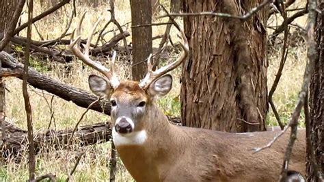 A Big Kansas Whitetail Buck The King Of This Forest Youtube