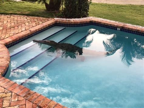 An 8 Foot Crocodile Was Found In A Florida Mans Pool Blogs