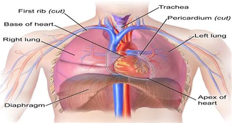 Anatomy Of Chest Organs Worlds Best Anatomy Of The Chest Organs