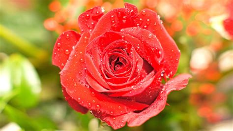 High Resolution Close Up Photo Of Wet Red Rose For Wallpaper Hd