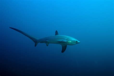 Fun Facts About Thresher Sharks