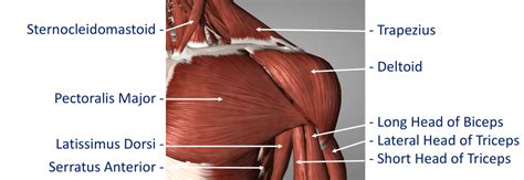 Fig 12 Anterior Muscle Cambridge Shoulder