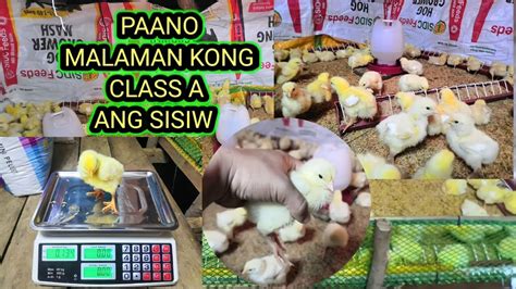 Paano Malaman Kong Class A Ang Nabiling Sisiw At Magkano Ang Class A Na