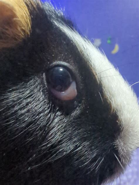 The Part Of Our Guinea Pigs Eye Is Swelling At The Bottom Of The Eye