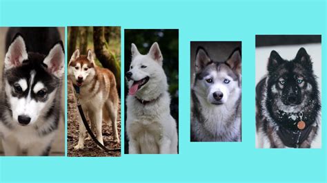 Siberian Husky Dog Breeds Behaviour And All About Youtube