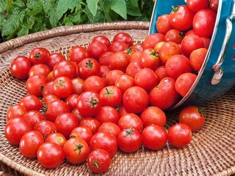 Tomato Sugar Lump Lifeforce Seeds