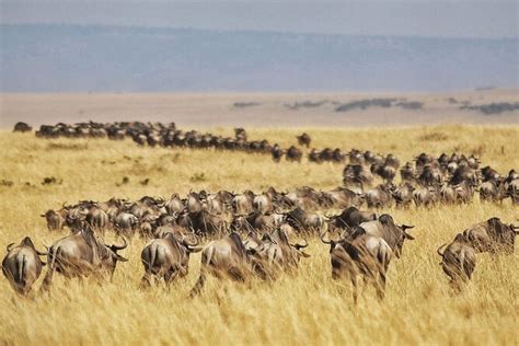 2 Days 1 Night Private Masai Mara Safari Midrangeovernight Masai Mara