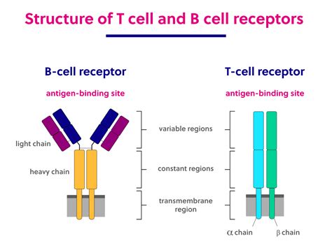 B Cell And T Cell Structure And Function Immunology