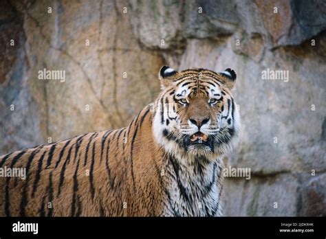 Tigre siberiano Elegante gran gato Depredador en peligro de extinción