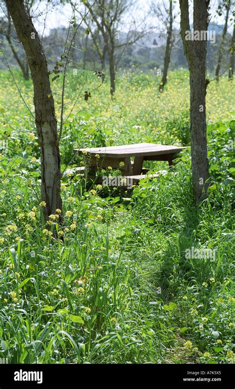 Spring Field Ramat Gan 4 Stock Photo Alamy