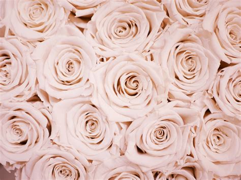 Free download 1280x768 resolution rose gold solid color. Cute Rose Gold Wallpapers - Top Free Cute Rose Gold ...
