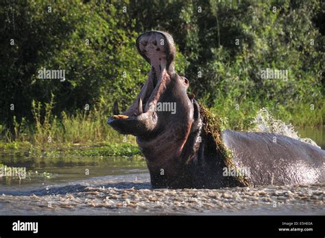Boca Grande Muestra Sus Dientes De Hipopótamo Fotografía De Stock Alamy