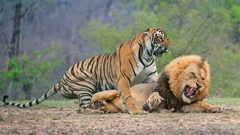 Big Battle Lion Vs Tiger The Lion Survive The Tiger Attack Youtube