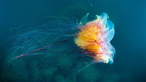 Top 5 Deadliest Jellyfish In The World