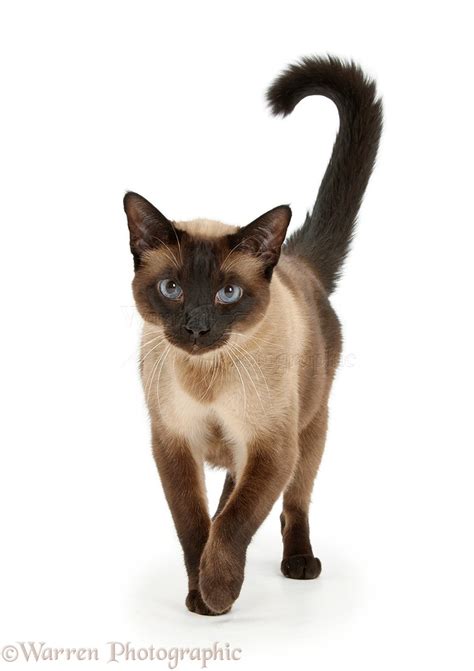 Seal Point Siamese Cross Cat Photo Wp31143