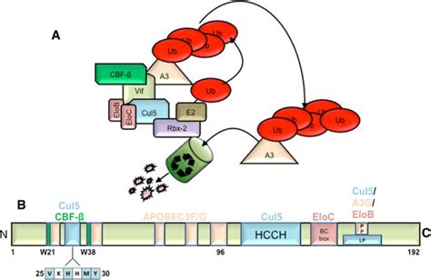 In biochemistry, a ligase is an enzyme that can catalyze the joining of two large molecules by forming a new chemical bond, usually with accompanying in general, a ligase catalyzes the following reaction Model for Vif-E3 ligase complex and schematic diagram of ...