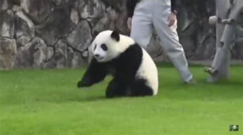 Giant Panda Is No Longer Endangered Experts Say Wsvn 7news Miami
