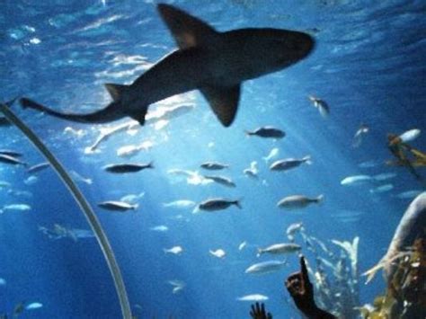 Great Lakes Crossing Outlets Aquarium To Open Next Spring