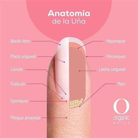 Pin De Nallibe Santos En Anatomia De La Uña Tutoriales De Manicura