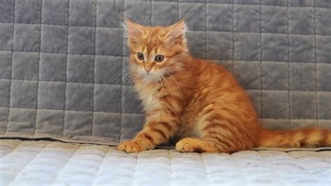 Beautiful Red Siberian Kitten Youtube