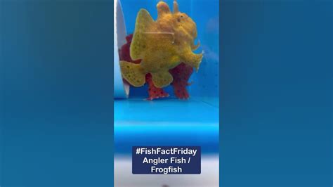Fishfactfriday Angler Fish Frogfish Youtube