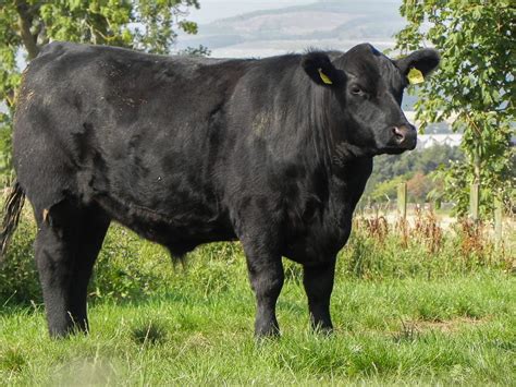 Native Aberdeen Angus Returns To Scotland For The First Time In 30