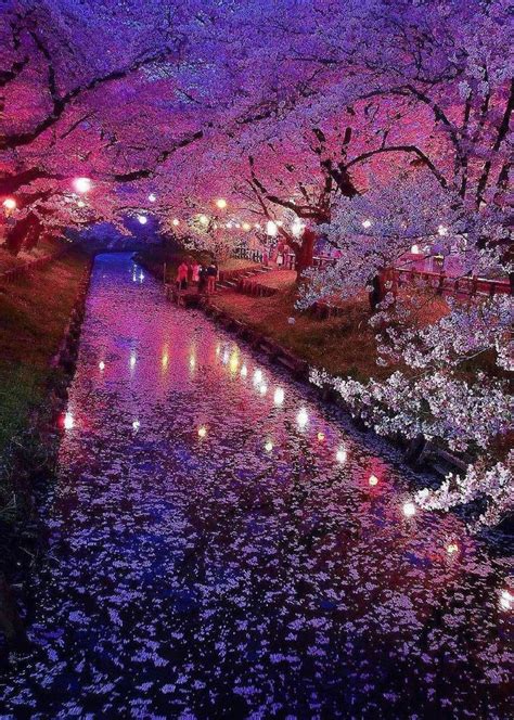 Cherry Blossom Japan Beautiful Landscapes Nature Photography