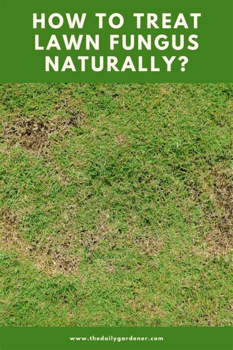 How To Get Rid Of Grass Fungus