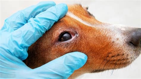 What Causes Swollen Eyes In Dogs
