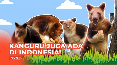 Mengenal Kanguru Pohon Satwa Endemik Indonesia Yang Jadi Maskot PON