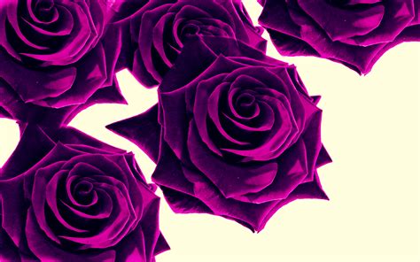 Purple Rose Wallpapers Wallpapersafari
