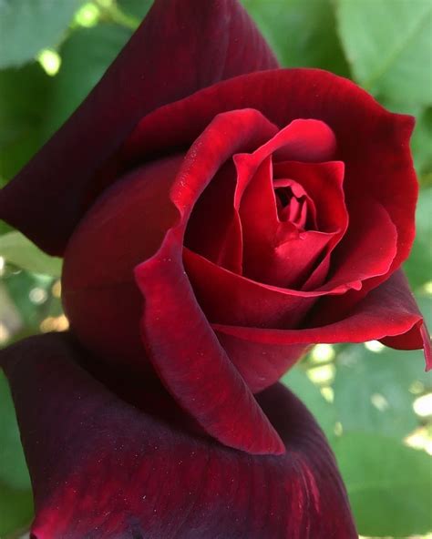 Rosier Papa Meilland ® Meicesar Belle Rose Rosier Roses Rouges