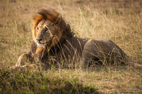 A Lion In The Masai Mara