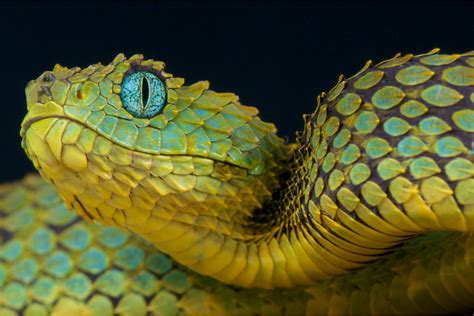 57 Interesting Facts About Snakes Most People Dont Know I Interesting