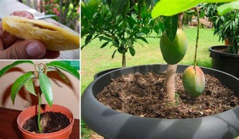 Here's a video reviewing:plant mango treegrafting mango treeplant. How Right To Grow A Mango Tree From Seed: Step By Step ...