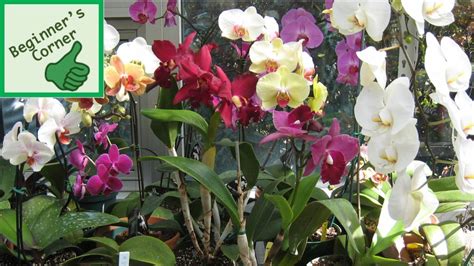 Beginners Guide To Orchids Archives Laidback Gardener