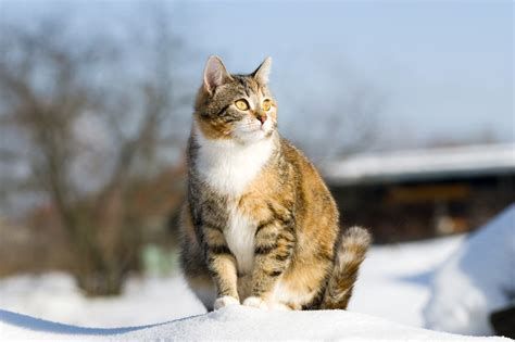 Cat Pregnancy Cat Health Cats Guide Omlet Us