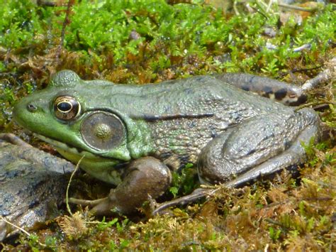 Filemale Green Frog Hunterdon County Nj